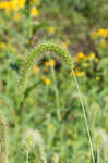 Japanese bristlegrass